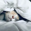 유아발레1 이미지