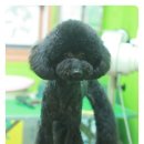 까미애견샵 이미지