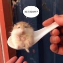 일등축산 | 남자친구 부모님께 우당탕탕 첫인사 (신부 축산 한우 선물, 식당, 복장, 대화 주제, 후기 )