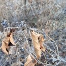 자연산.산더덕.구매하시는분들게.뽕잎분말.100g.증정해드림니다 이미지