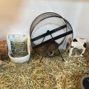 댕댕냥냥 이미지