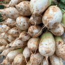 정현시래기 이미지