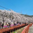 에덴산장 | 에덴벚꽃길 벚꽃축제 일정·개화시기·먹거리·벚꽃명소·주차장·실시간 총정리