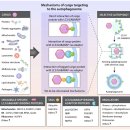 Re: autophagy related Gene(ATG) ... 2020 Cell 이미지