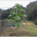 신계꽃차마을 이미지