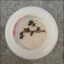 수입유기농 밀가루 개미실험...한번 읽어보세요 이미지