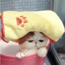 목욕하는 고양이 이미지