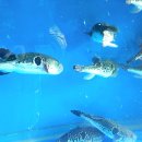 내포복집 이미지