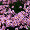 구절초로 이미지