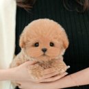 도그플러스동물병원 이미지