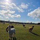 부여부화장 이미지