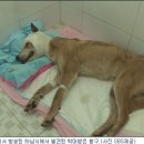 동물농장 - 양산시 양산역로 85 | 동물농장