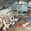 춘천방역
