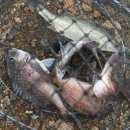 k3바다낚시터 이미지