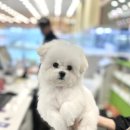 베베펫 천안 애견미용 | 천안강아지분양 세심한 베베펫