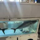 시장회타운 | 울산 동구 대방어 맛집 시장회타운 예약 포장 후기