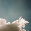 레드비트 효능과 부작용 이미지