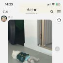 댕타운 네이버블로그