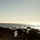 방울풍뎅이 이미지