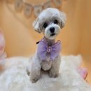 순심이네 펫살롱 이미지