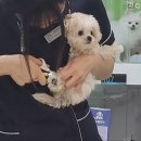 안심동물의료센터 이미지