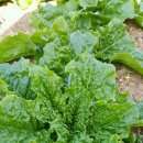 사랑농장 2 이미지