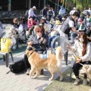 모여라 댕댕 이미지