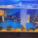 인생코다리 이미지