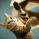 미사숲동물의료센터 이미지