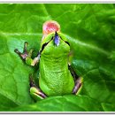 청개구리 이미지