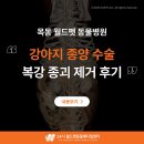 강메디칼 | 강아지 종양 수술, CT 진단 및 복강내 종괴 제거 후기