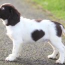 하트강아지 이미지