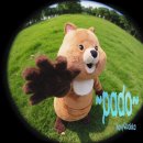 네이비쿼카(NavyQuokka) PADO 가사 분석