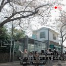 시청북로 28 | 외국인 관광객도 반한 서귀포벚꽃, 대륜동 벚꽃축제에서 만난 제주벚꽃명소의 매력