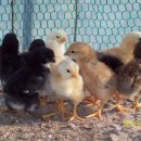 동혜농장 이미지