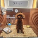 차르도르 애견카페 이미지