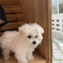 부산강아지분양테디럽명지 네이버블로그