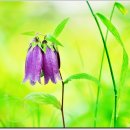 초롱꽃공원 이미지