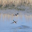 철새탐조대 이미지