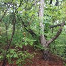 화산면293 이미지