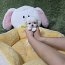 에스티 비숑프리제 | 순천애견분양 말티즈 애견샵