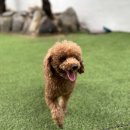 독클래스 이미지