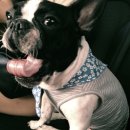 둥지애견 이미지