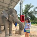 [푸켓여행] 푸켓 코끼리보호소 생츄어리 투어후기 (Elephant Wildlife Sanctuary)