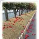 동백아가씨 이미지