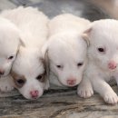 하얀강아지 이미지