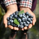 블루베리체험 고려산블루베리 강원도 블루베리체험농장 예약방법 위치 후기