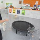 펫프닝 타운 | 반려견 문제 행동 교정? [펫프닝 타운]에서 답을 찾았어요!