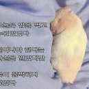 쿠잉썸 | 직장인 다이어트 식단과 일상 곁들인 기록