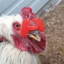 평화안경 이미지